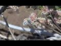 RESEARCH: The Return of the El Segundo Blue Butterfly