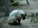 My Stupid Cat Koko
