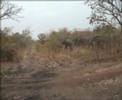 Elefanti in Burkina