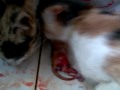 عملية ولادة قطة