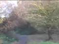 Walk-in-the-Woods