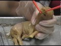 Fetal Pig Period-1