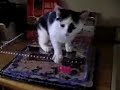 Gato intentando cojer una tarta.