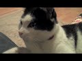 Carrington Cat the Beast of Belsham Street
