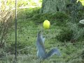 Tit Box TV Grey playing with and stealing ball of nuts expo!
