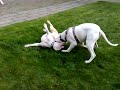 amerikaanse bulldog king speelt met  sammy