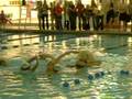 videos de PIKE SWIM!.MOV