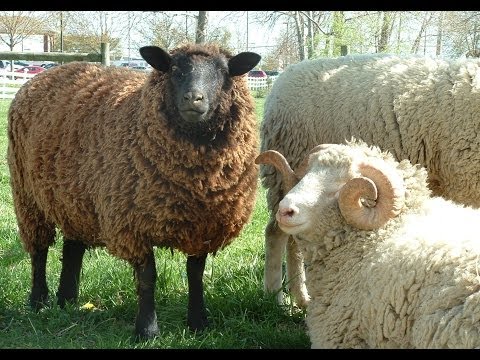 beastiality.com