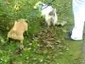 videos de PETS TAKING DAUGHTER FOR A WALK