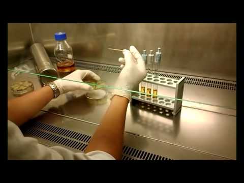 how to isolate plasmid from agrobacterium