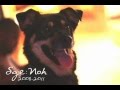 Sge Noh Best Dog Ever Memorial
