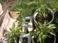 Recycle Garden Tip and container gardening update - july 15, 2009
