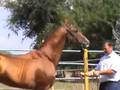 StavropolStud2008Sire3:5bd.mov
