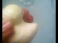 Yellow Duck bath bomb