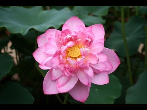 how to replant lotus