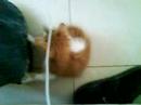 Menashe The Cat - Part 2