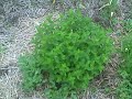 Early summer MI vegetable garden Early summer MI vegetable garden