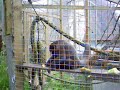 Monkey Sanctuary, Looe - Woolly Monkey Feeding Monkey Sanctuary, Looe - Woolly Monkey Feeding