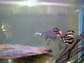 Alligator gar
