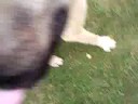 kangal  � son dresseur maho