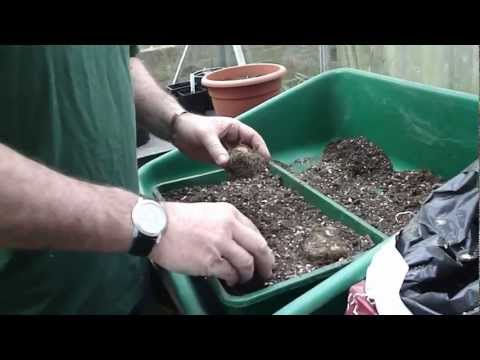 how to replant begonias