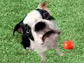 DOG BITE (SWEARING) DOG BITE (SWEARING)