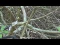 Snake vs. Frog