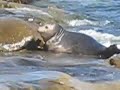 Seal in La Jolla Cove Seal in La Jolla Cove