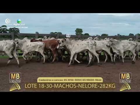 528� LEIL�O VIRTUAL MB LEIL�ES