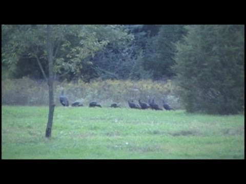 how to locate turkey roost