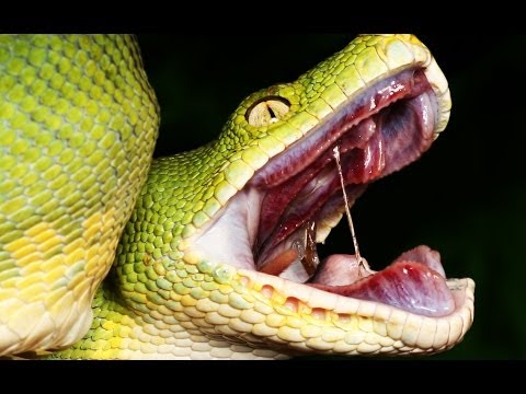 Terrifying Facts About Snakes That Will Give You Nightmares