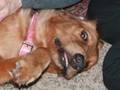 Nikki the Very Scared Foster Finds Courage and a Forever Home