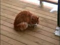 Ginger, the wild hunter of Lunda
