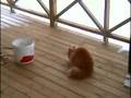 Ginger, the wild hunter of Lunda