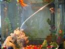 \"Goldfish Swimming\" 2nd edition