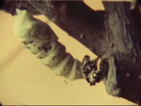 caterpillar