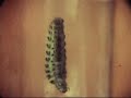 caterpillar