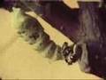 Time Laspe of Caterpillar