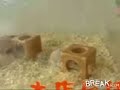 drunk hamsters