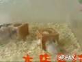 drunk-hamsters