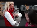 FELIS HUNGARICA CAT SHOW 2008 Gy?r