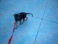 Morning walk with Cocoa