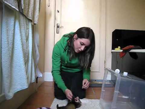how to train ferret not to bite