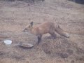 Our fox