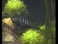 I pesci del mio acquario malawi