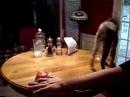 Egyptian Mau Pushes the Easy Button Egyptian Mau Pushes the Easy Button
