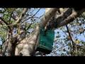 videos de GREY HORN BILL NESTING IN METAL BOX