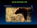 Animal X Natural Mystery Unit - Ghostly Creatures Part 6