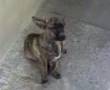videos de Baby da Silva Sauro
