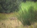 Huntingtest Weimaraners Huntingtest Weimaraners